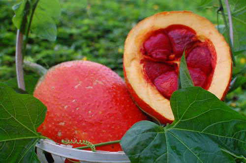 Gac, The Asian treasure contains lots of antioxidants for your health.